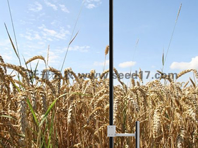 小麦表型检测系统（小麦株高）